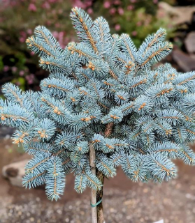 Picea pungens 'Glauca Globosa'